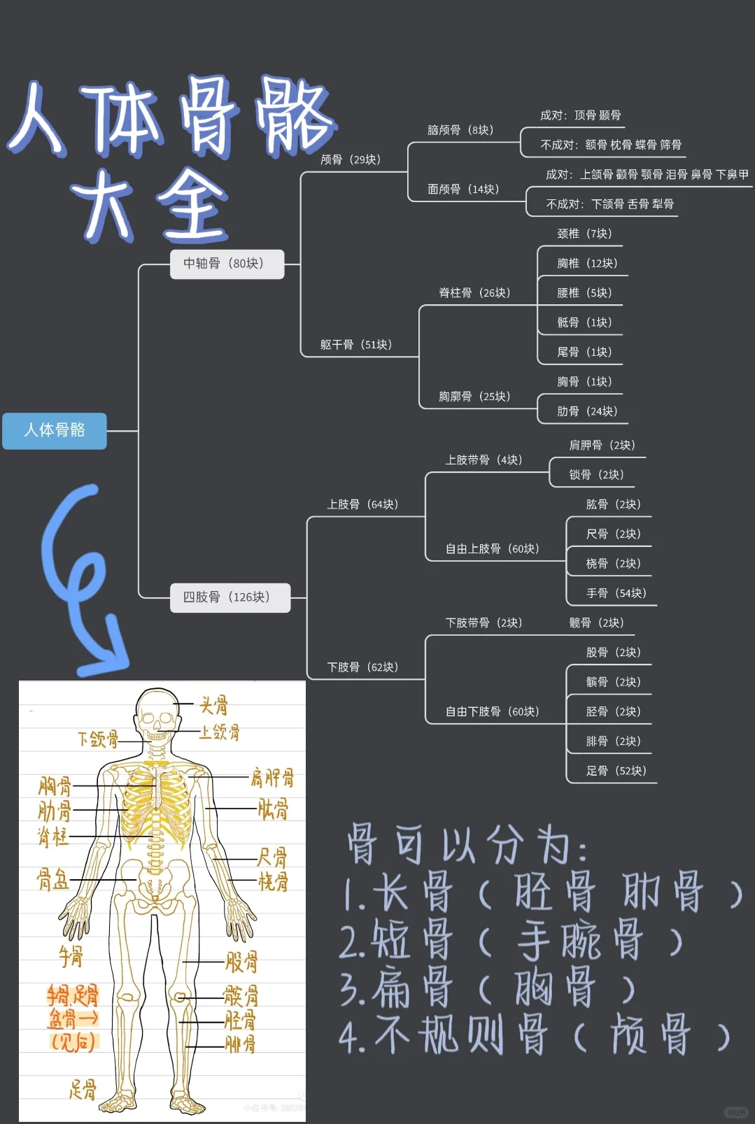 码住！一篇学会人体骨骼大全