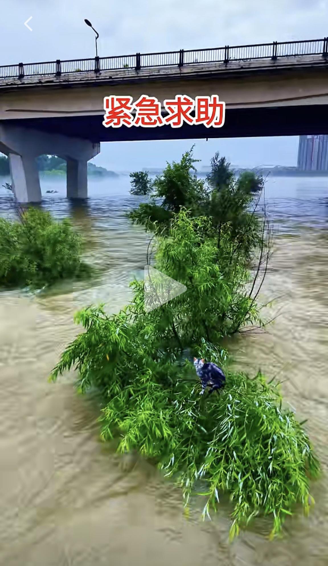一只被困松花江中命悬一线的小猫牵动了江城和无数爱心人士的心。幸好猫咪被及时地发现