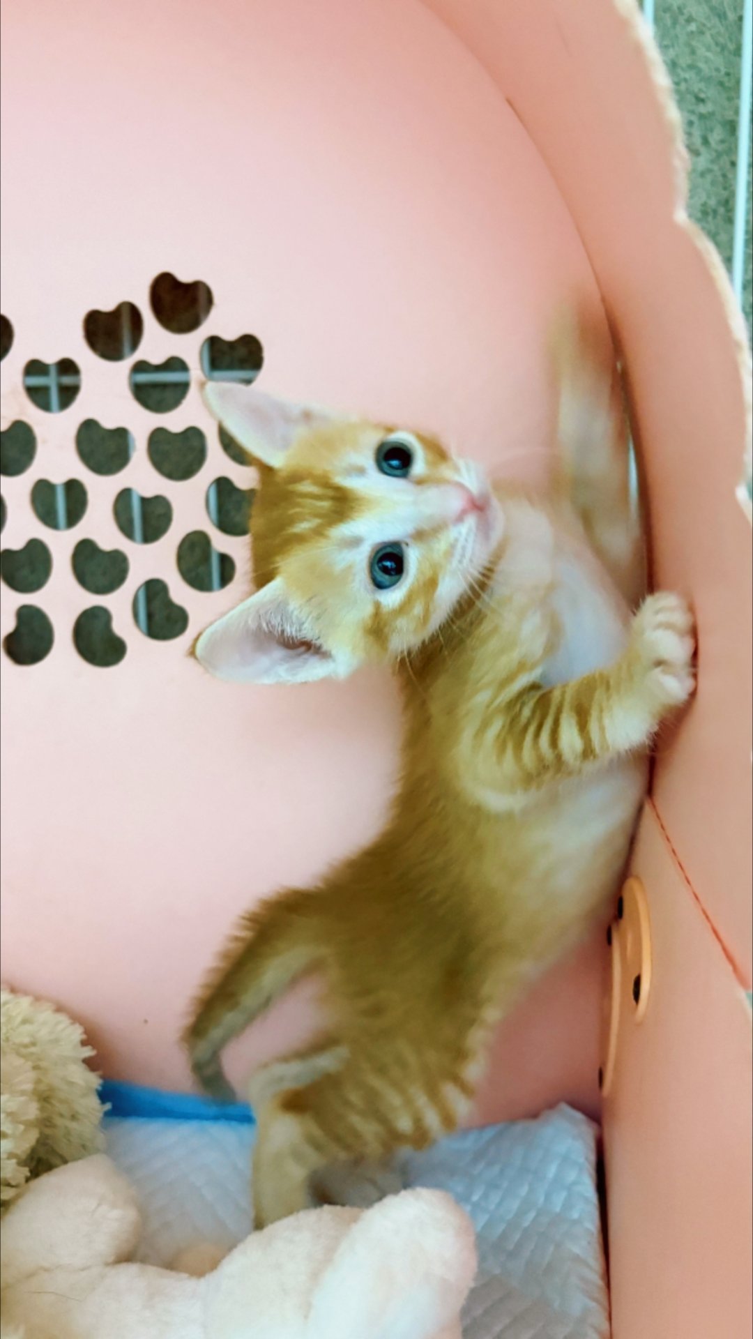 来一个吗？免费领养