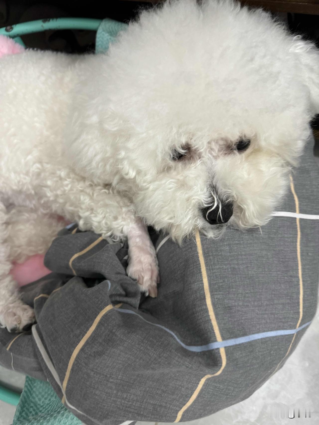 我家小狗子今天洗完澡回来就不开心，窝在窝里不出来，是因为前爪子剪的不好看吗，好像