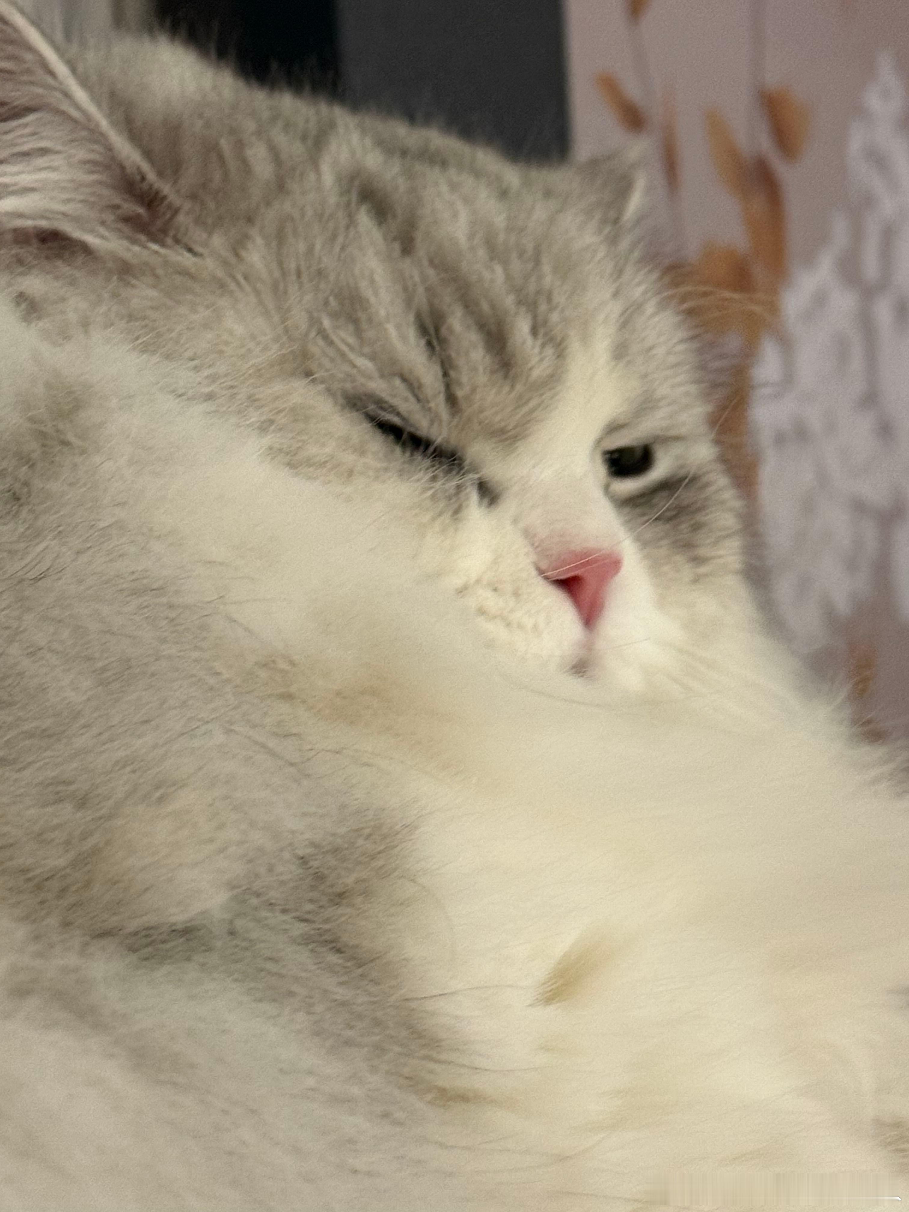 不丢迷糊小丢😺 