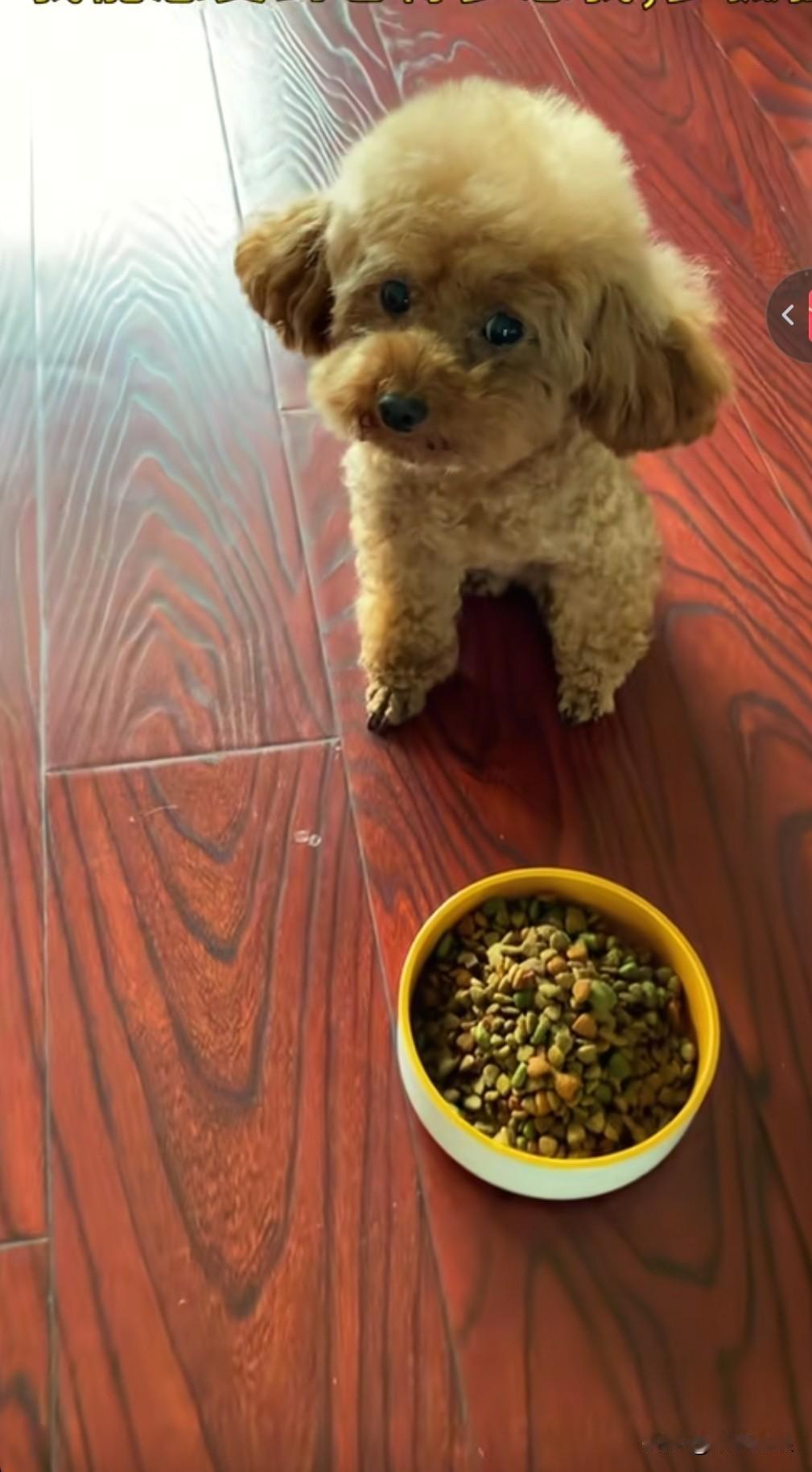 主人要外出几日，便放了一盆狗粮给它。我不过才离家三天就回来了，那盆放好的狗粮，它