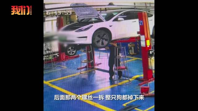 车内恶臭修车时掉出1只死狗
