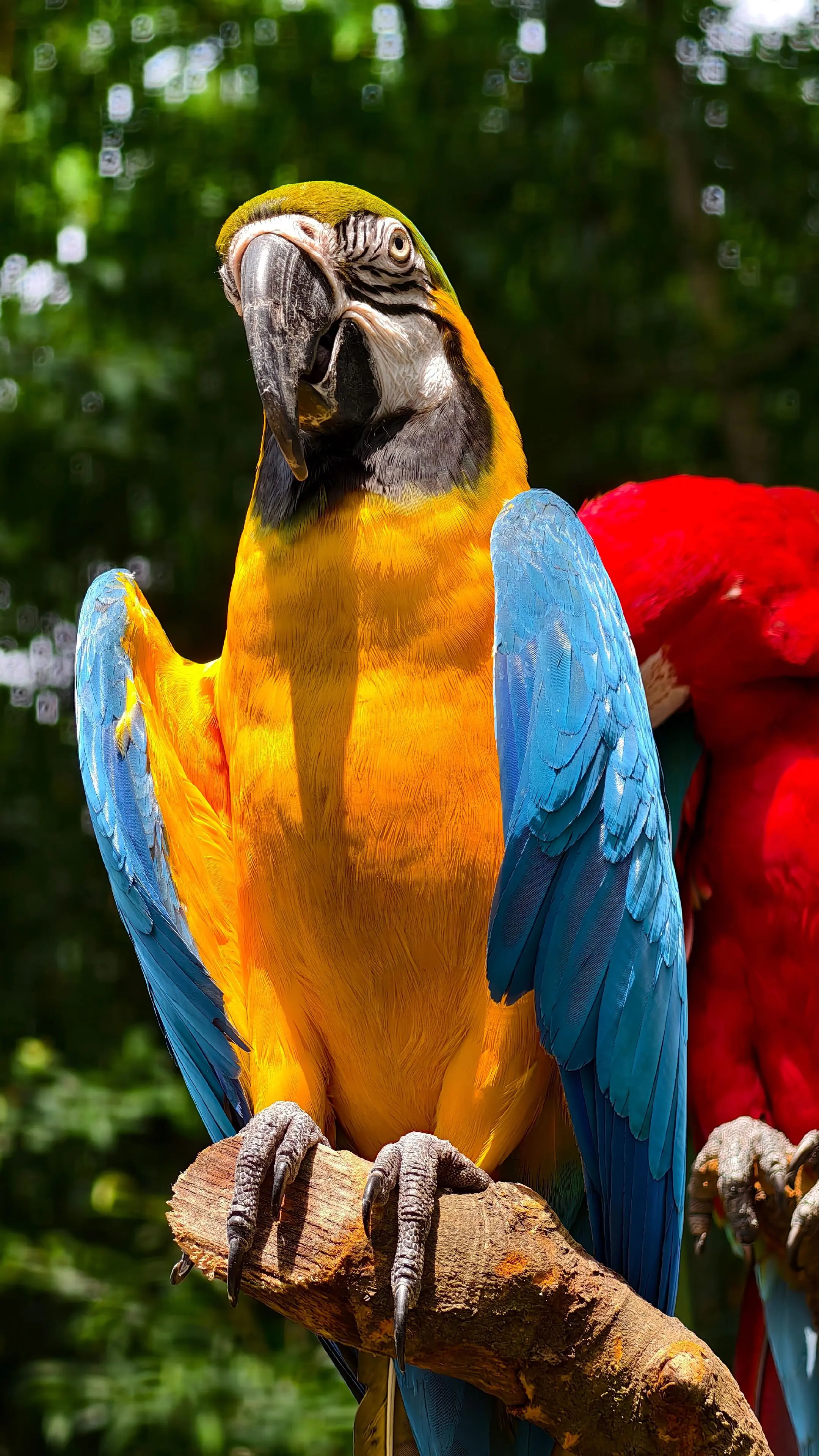 鹦鹉🦜。