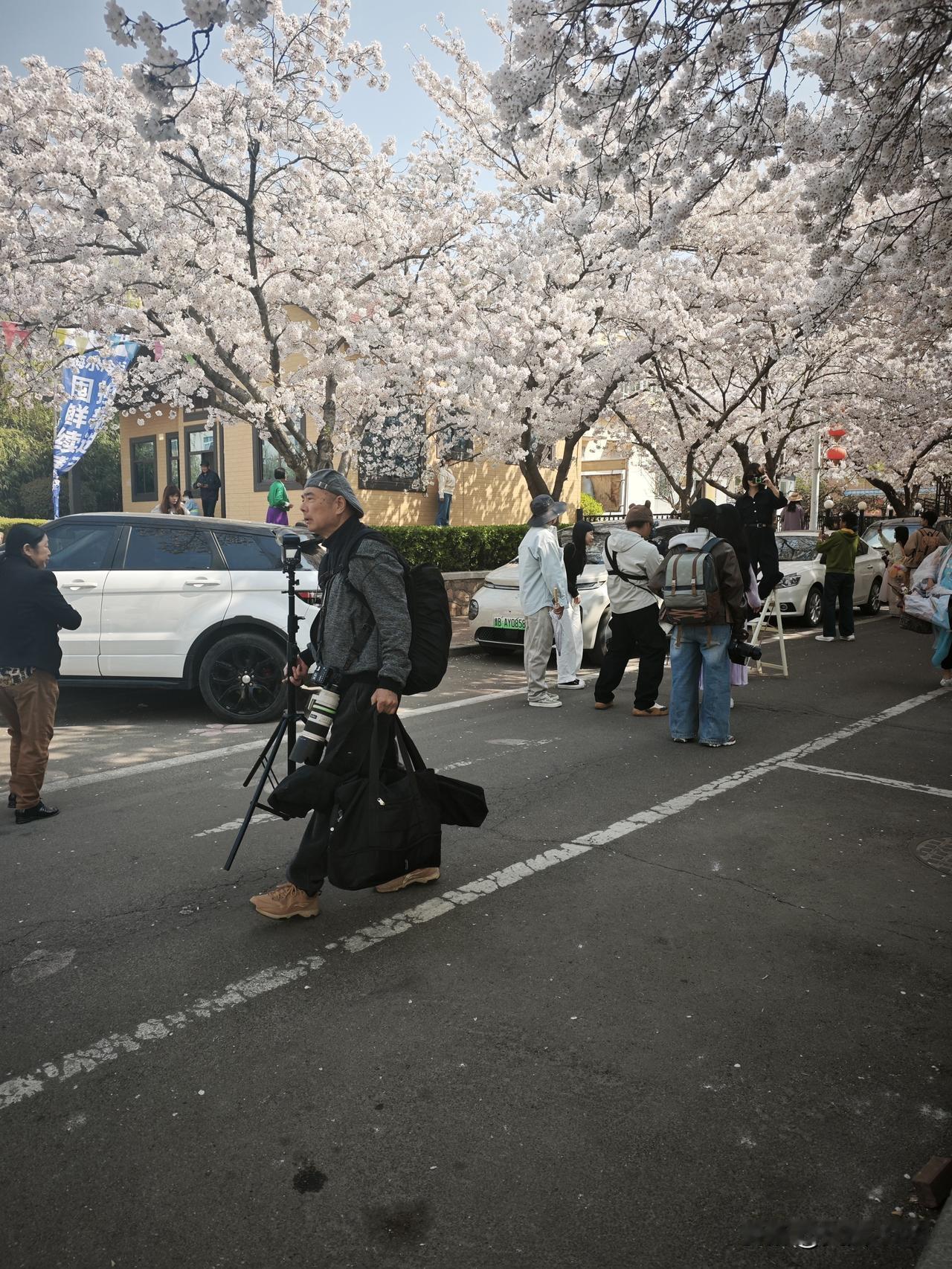 青岛的樱花开了，一抬头，就是满园春色，蓝色的幕布上，密密麻麻的点缀着淡粉的、雪白