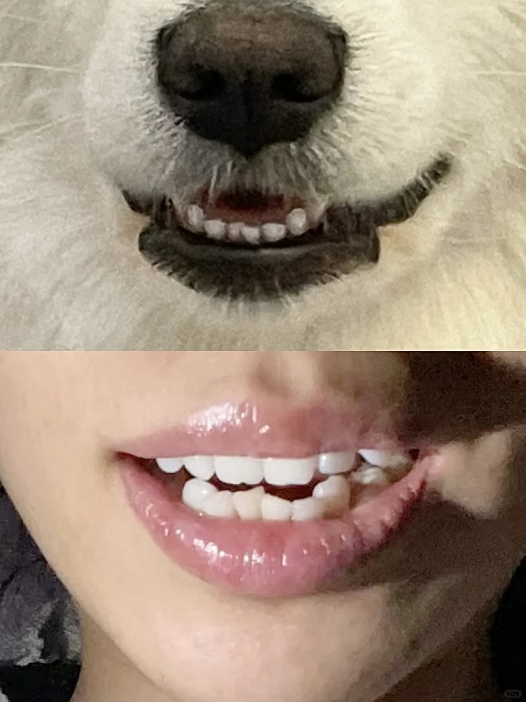 我命中注定的小狗！