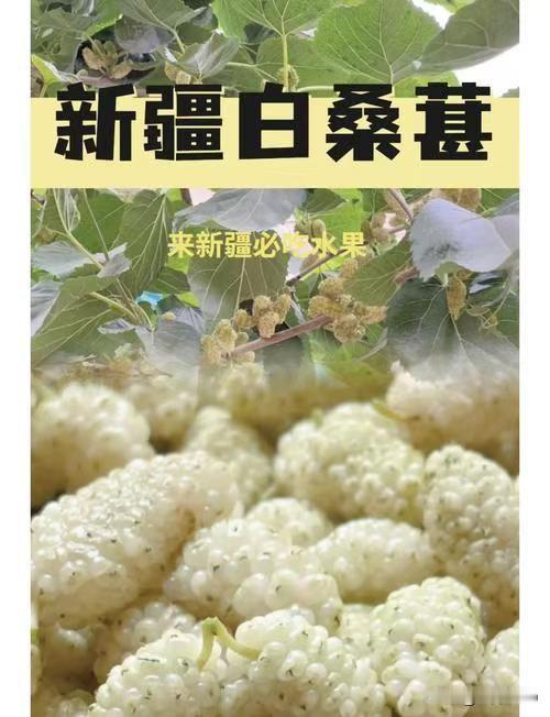 五月，新疆特别是南疆的桑子成熟了。
桑椹主要有黑桑和白桑，令人意外的是，我有生以
