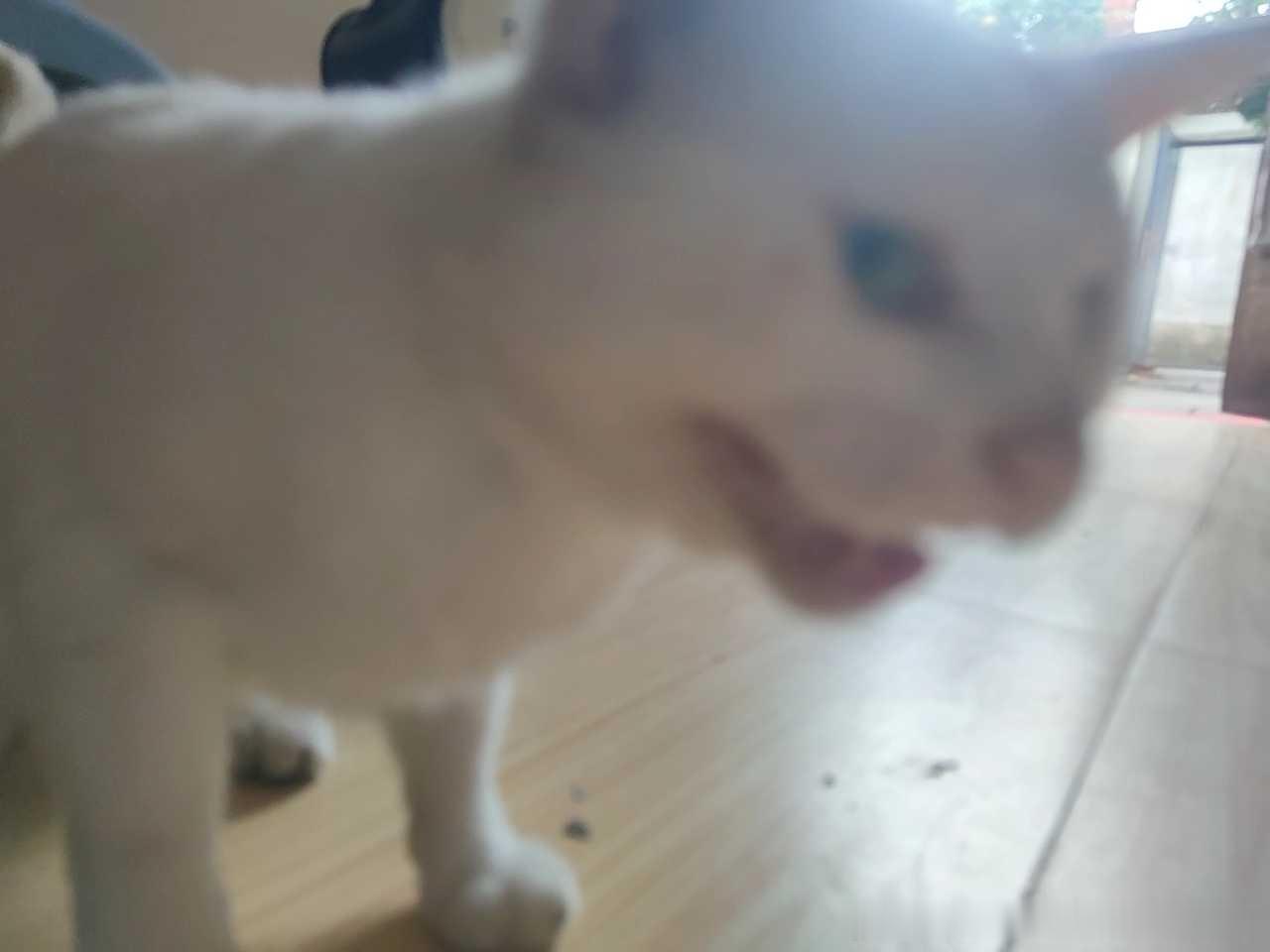 49621【丑猫】鬼迷日眼的中年男猫 