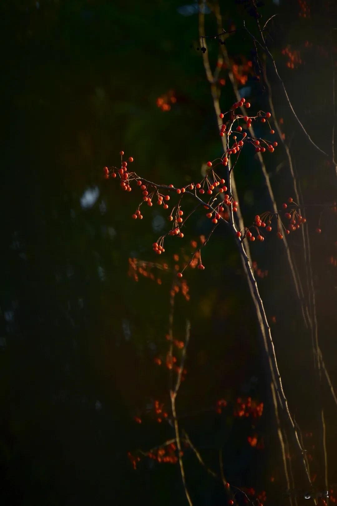 花果随拍自然拍摄花卉