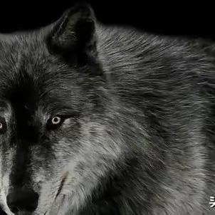 1958年，五名战士执行任务的途中突然遭遇狼群袭击，排长拿出步枪，对着狼群点射，