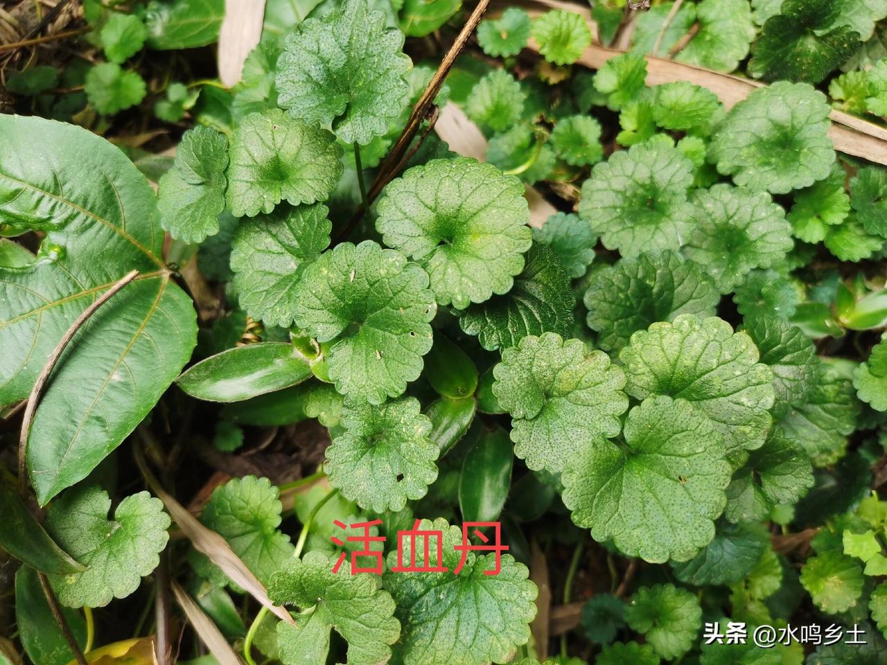 分享拍花草的快乐采药途中，看到一些草本就喜欢随手拍一下，这些都是常见的草本植物，