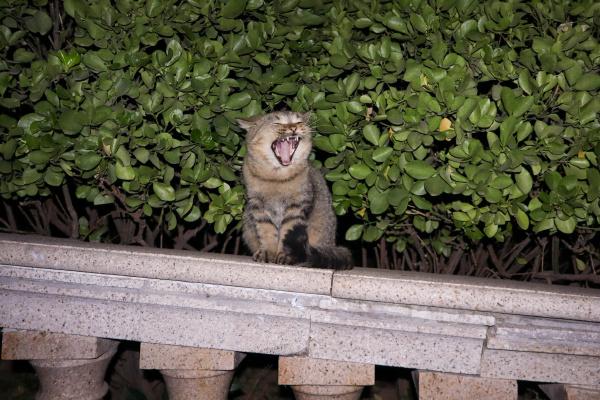 #分享一张窗边的猫咪#
#猫图怪盗#
哎嘿嘿~
小猫咪也困了~
