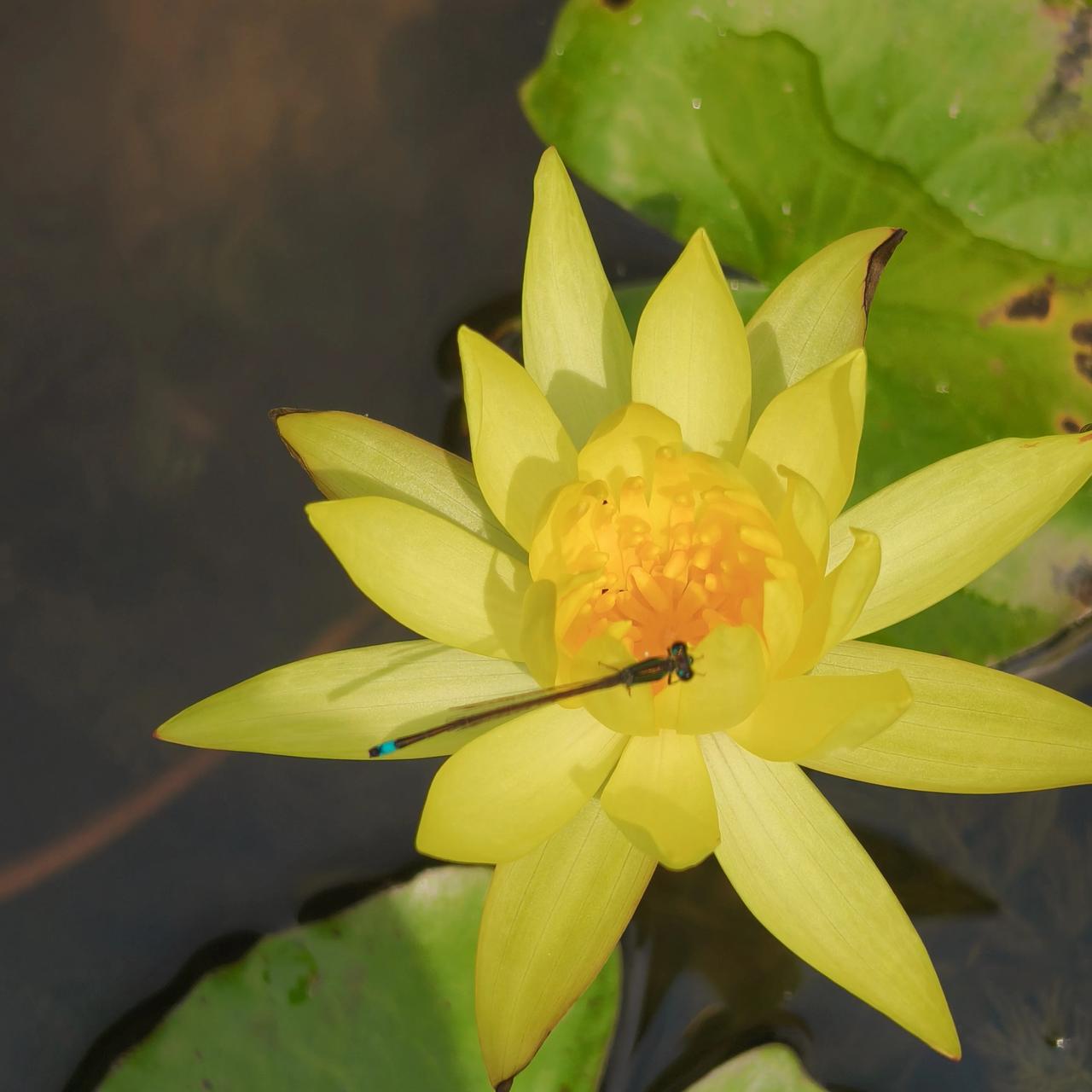 晒图笔记大赛蜻蜓款款俯身轻吻盛放水莲，涟漪浅浅漾开，一池清荷荡漾出夏日独有的温婉
