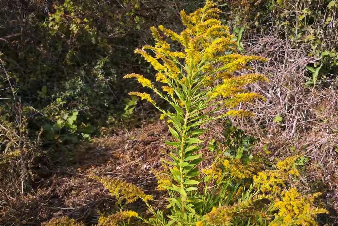 警惕！路边这种“小黄花”千万别碰，是“生态杀手”！

最近上海、长沙等地路边、荒