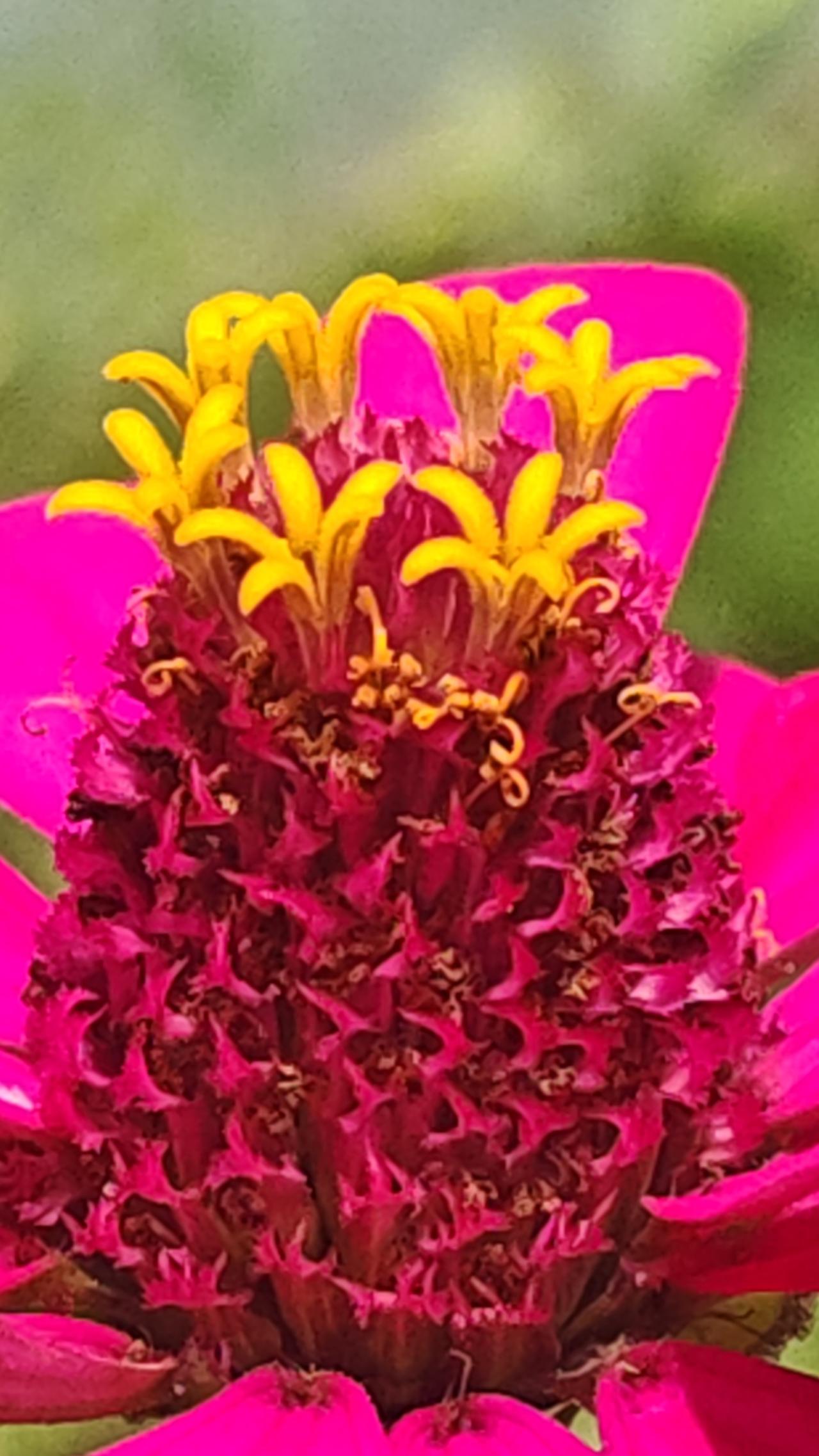 花蕾