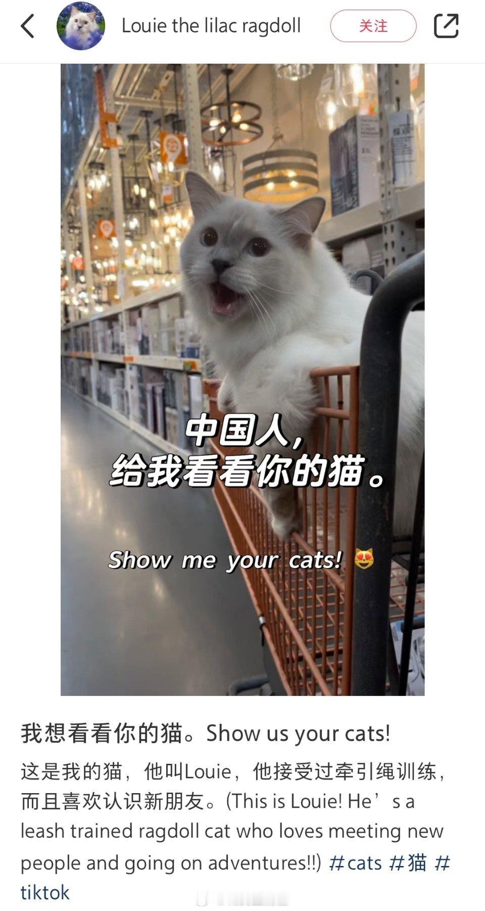 小红书连夜招聘英文内容审核员 人家歪果仁就是想看看咱们中国人养的猫，你们怎么什么