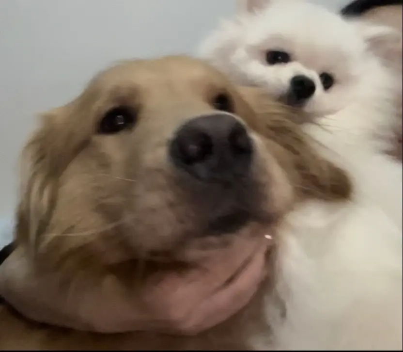 我镜头下的小狗 萌犬出道计划 狗狗狗狗狗狗