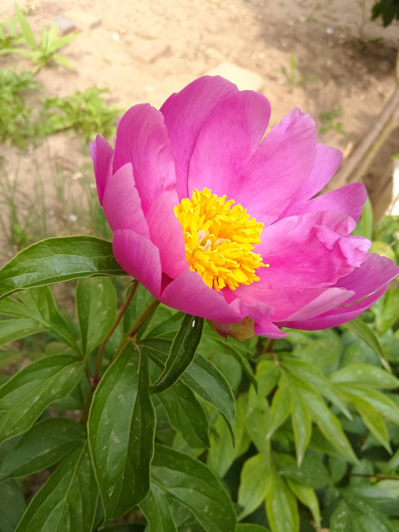 随手拍张照春天的花蕾