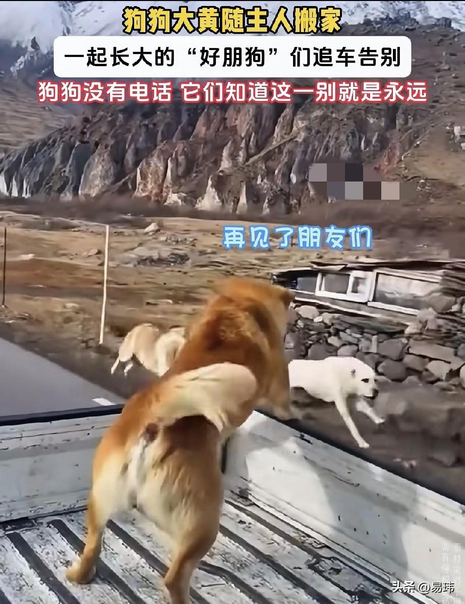 泪目了！一位大哥住在乡下，他养了一只大黄狗，大黄从小就和两只狗狗一起长大，成了非