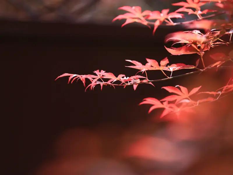 秋霜有意羞红叶，盼下联春雨多情醉黄花。