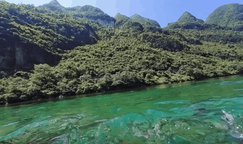 广西的夏天是桨板划水和珍珠李的脆甜 全网刷屏的蓝刀鱼风暴，终于可以沉浸式打卡！红