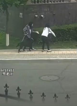 6 月 14 日黑龙江的街头，发生了一件既惊险又戳人的小事。两位女子带着自家狗狗