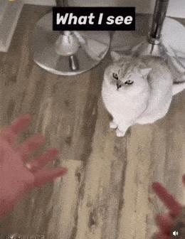 这下知道猫猫为什么总是看傻子一样看着我了 ​​​