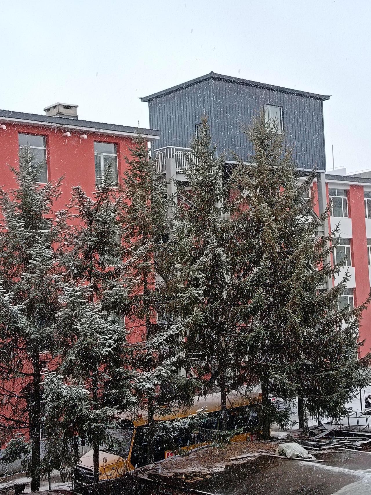 一睁眼，东北的世界彻底变白了！漫天飞雪连下一夜，路边的松树全被裹上了“糖霜”！这