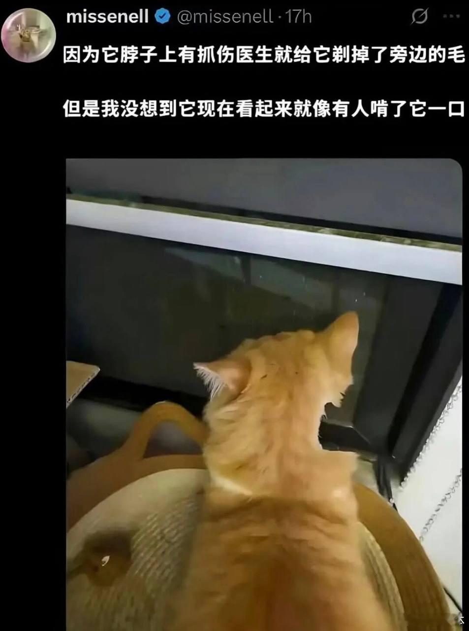 被家里的生物啃了memes迷译图