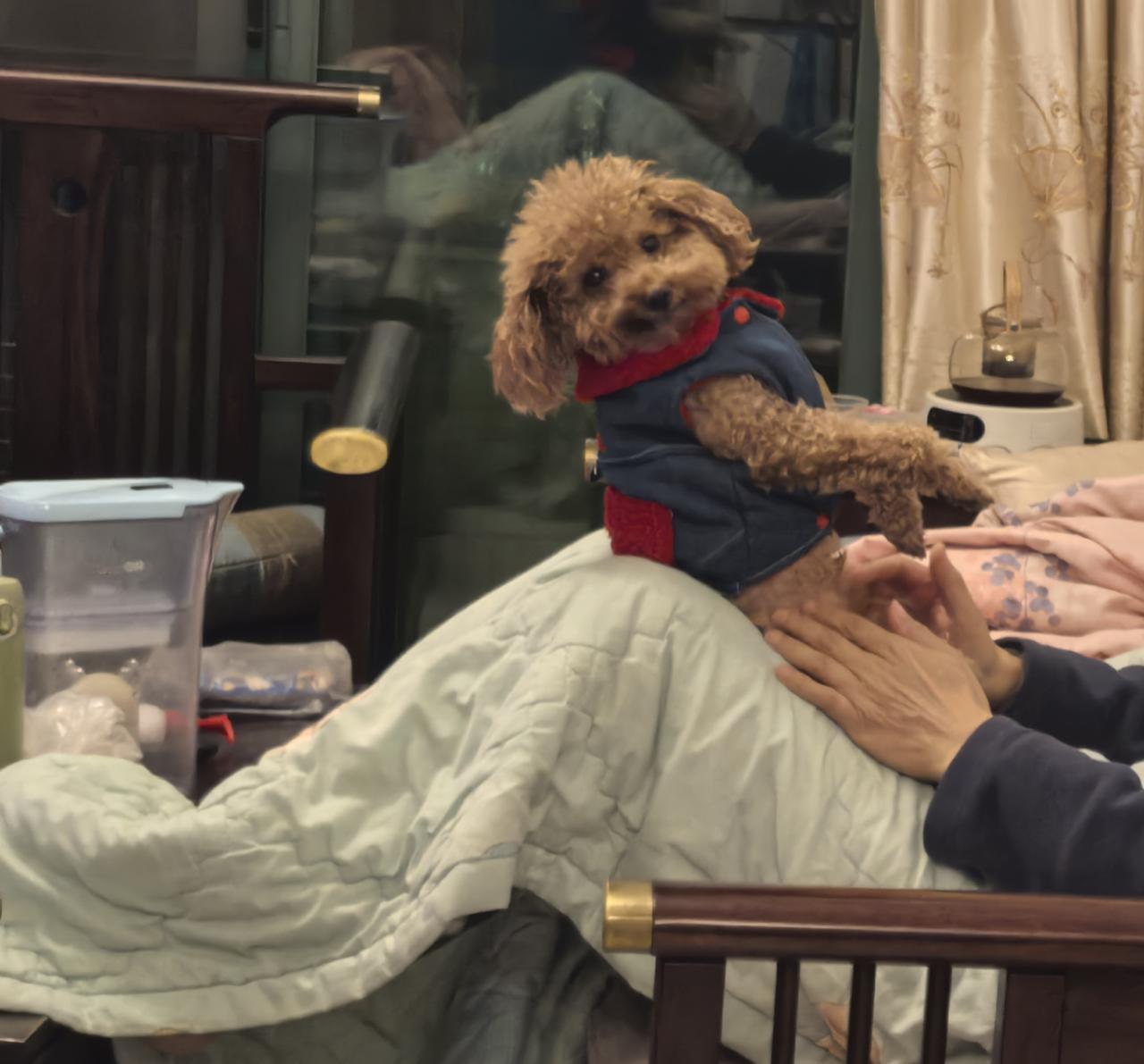 晒出你的本地生活可爱的波比仔