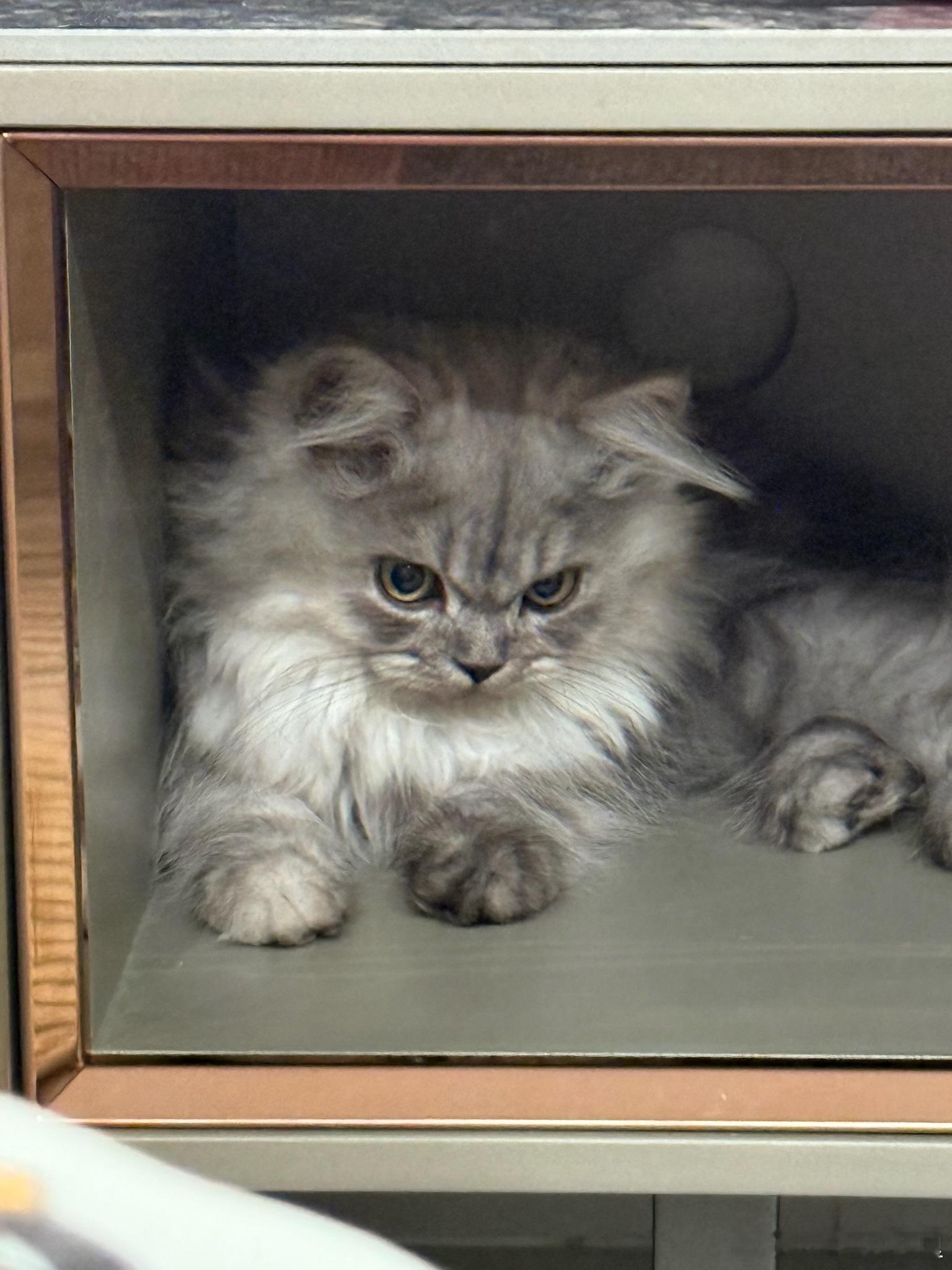 来朋友家rua小猫了！皱眉的样子和Meta非常像😠 