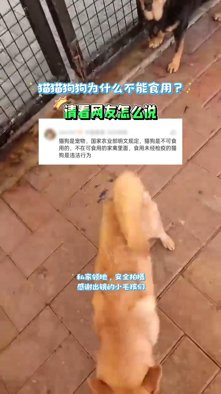 猫猫狗狗为什么不能食用？请看网友怎么说。
猫狗是宠物，国家农业部明文规定，猫狗是