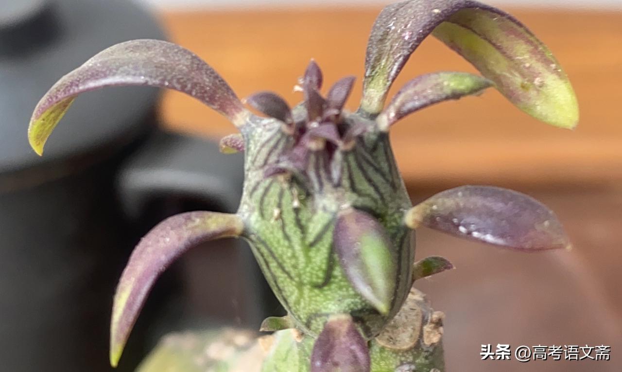 天南地北大拜年萌趣多肉植物，可爱又生机勃勃！🌱💚