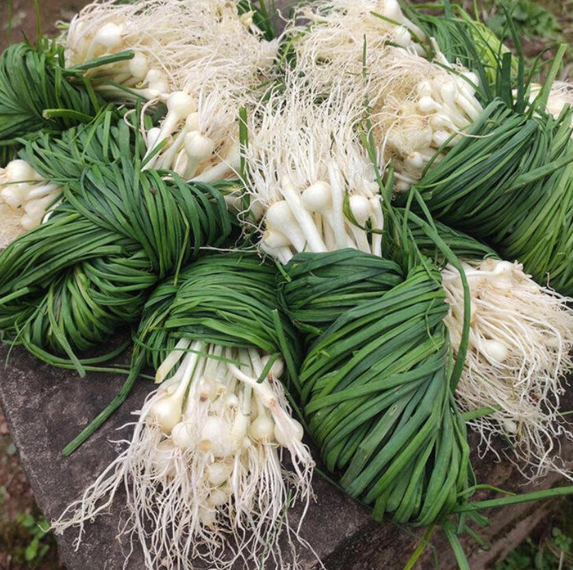 冠状动脉狭窄久了，丹参、川芎无效，就要用薤白、桂枝通阳散结，立竿见影

临床中常