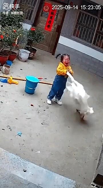 这小女孩，真不是好惹的！

庭院里玩得好好的，突然被一只大白鹅冲上来咬住手，疼得