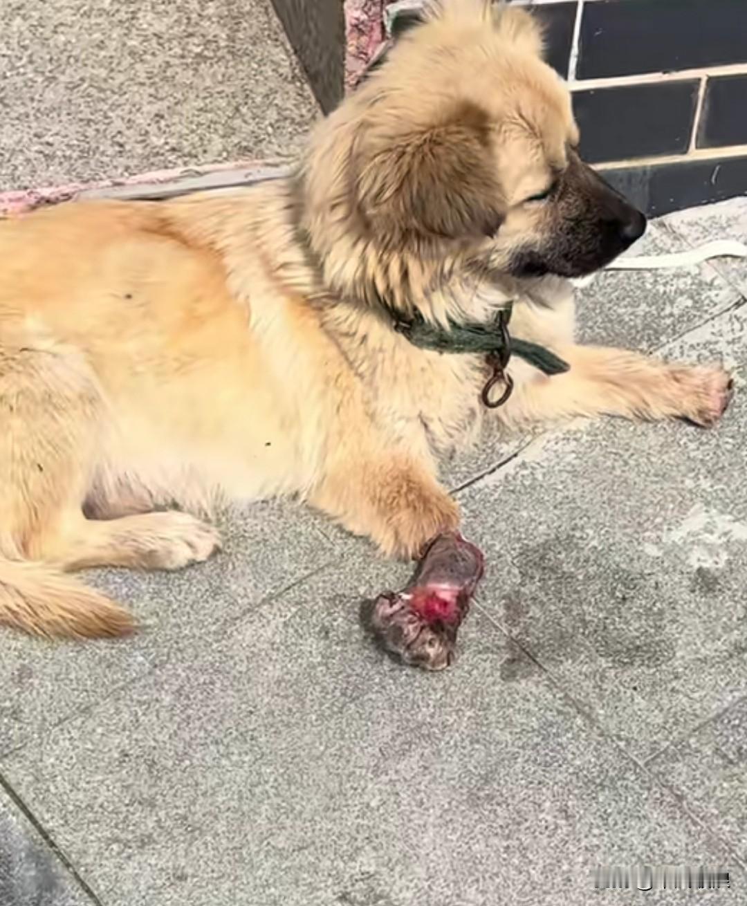 今天去寺庙烧香，瞧见台阶下有只受伤的小狗。来来往往的烧香客，竟没有一个人怀有怜悯