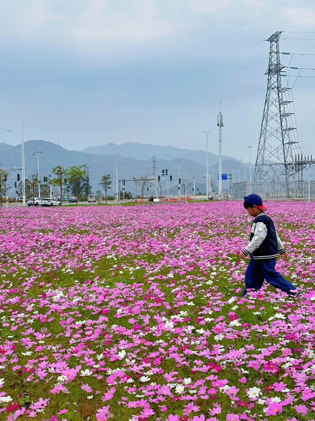 免费‼️就在路边‼️格桑花海巨大一片🌸无敌美