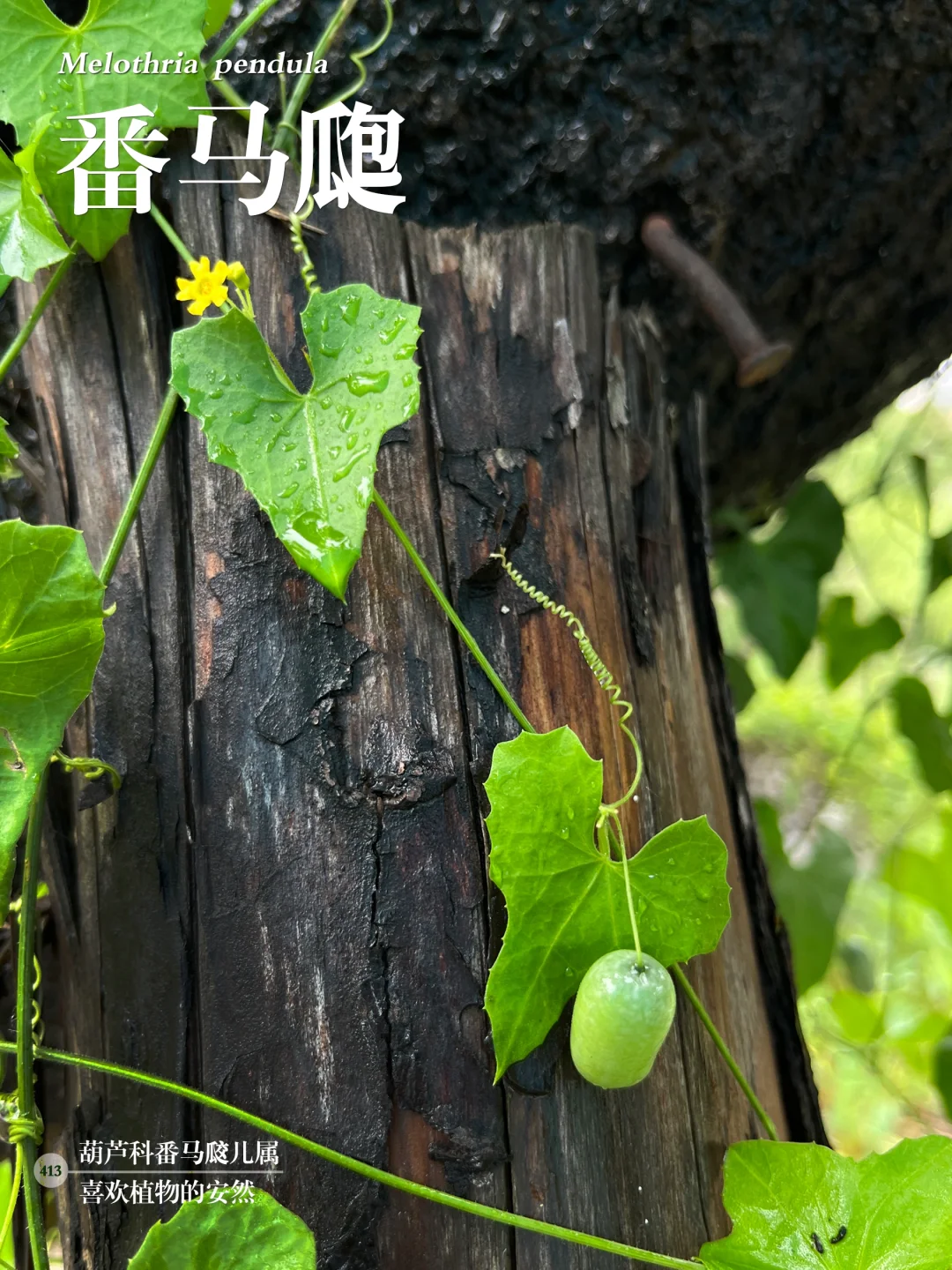 福州植物打标413  |  番马瓟