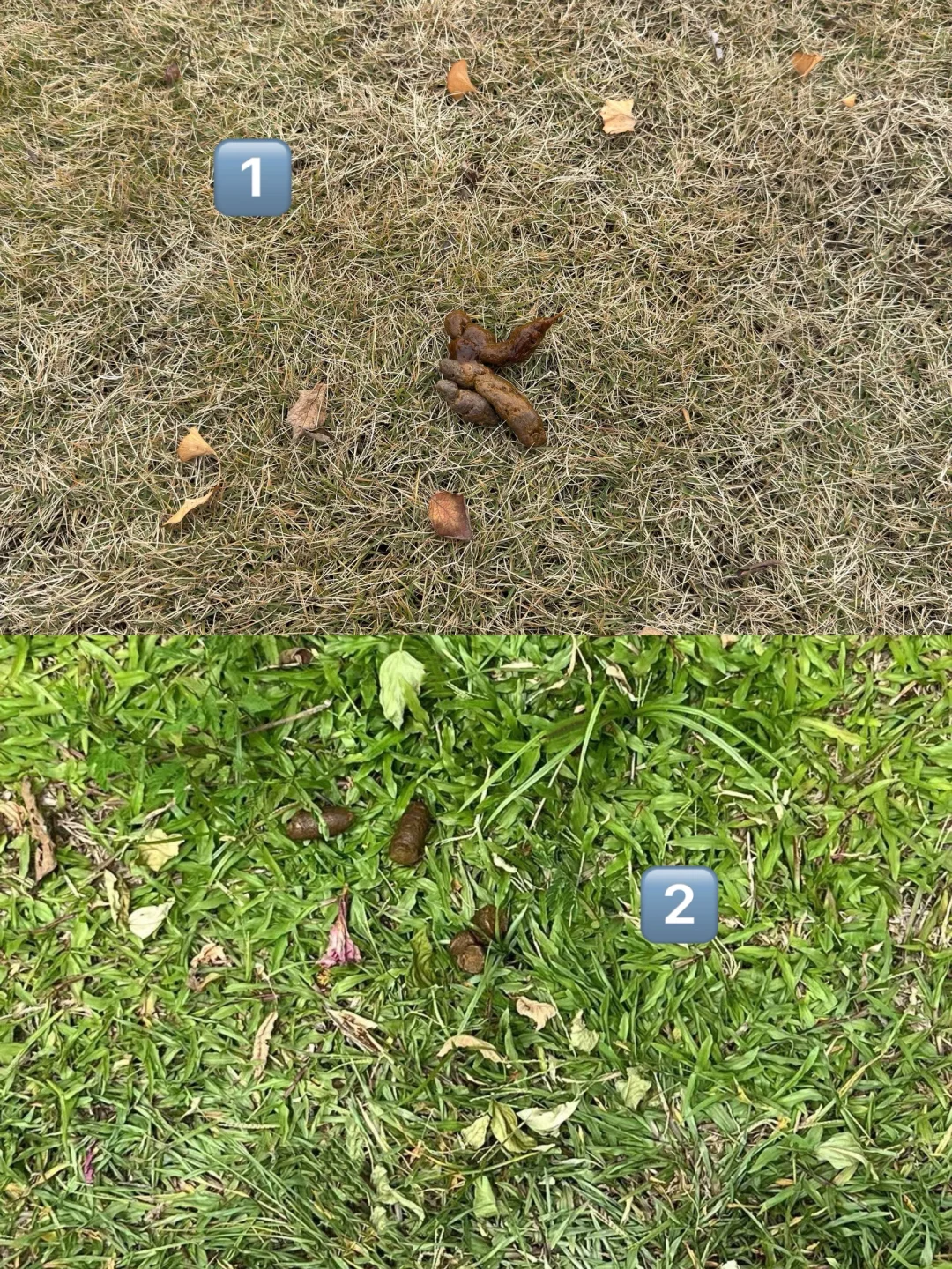 7岁狗狗，拉的粑粑还可以吧？