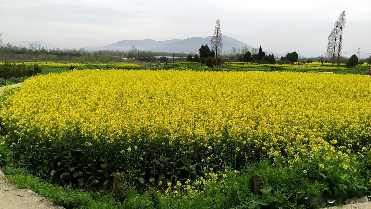 油菜花开了，到了每年的三四月份，油菜花就开了，一片金黄。
油菜花花期大概一个月时