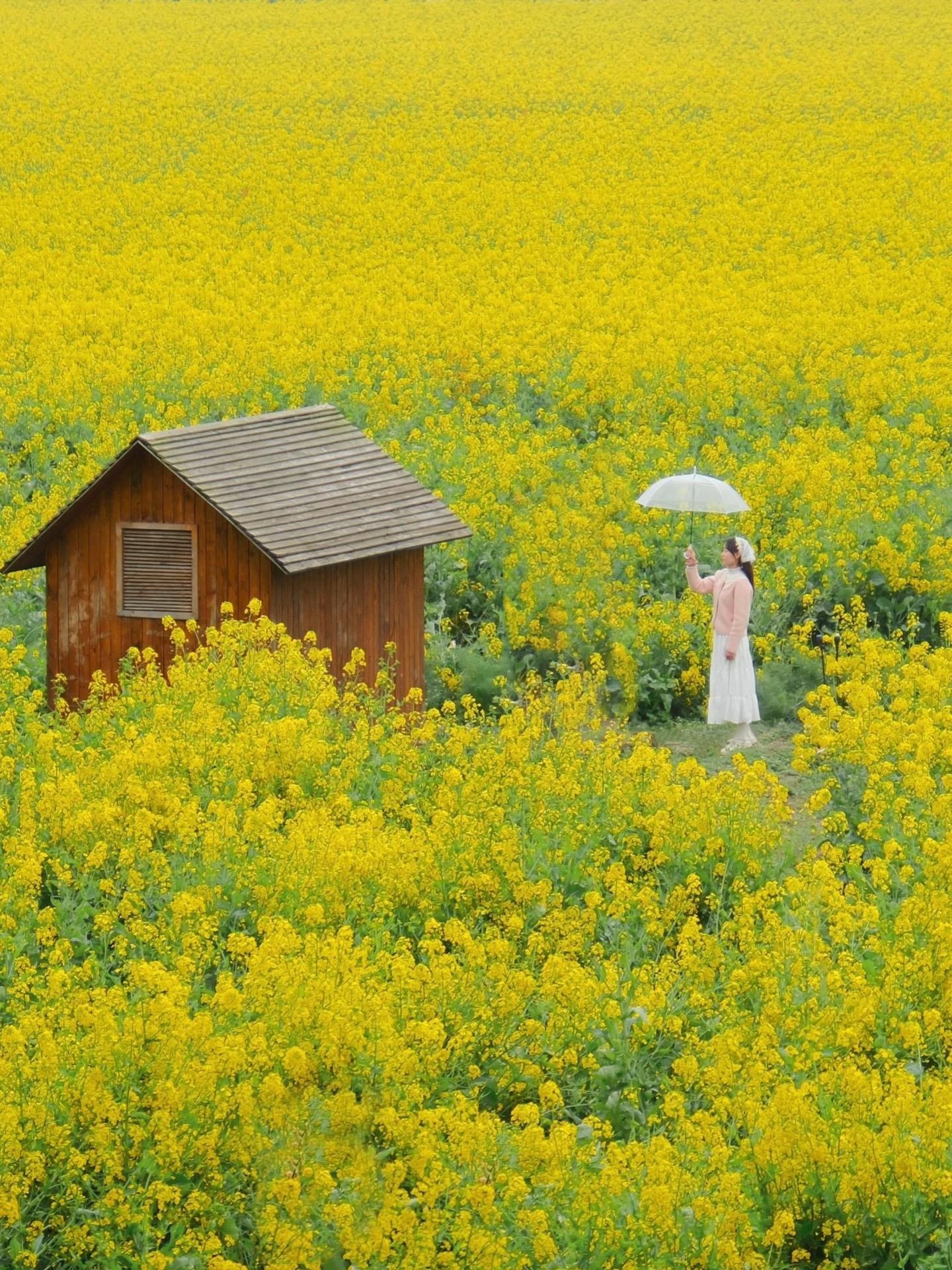 成都七彩油菜花，仿佛闯入现实版的莫奈花园。拍摄时间：2025.3.9 ...