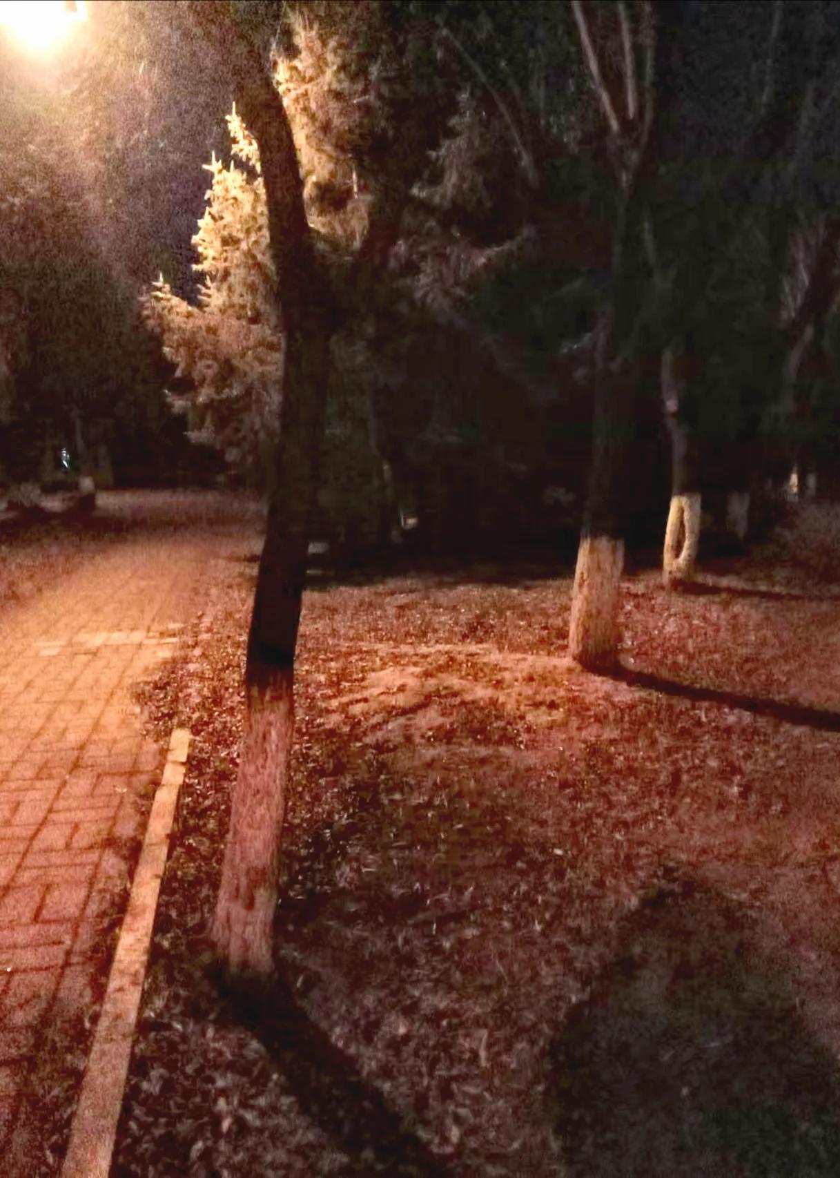 林中的小路