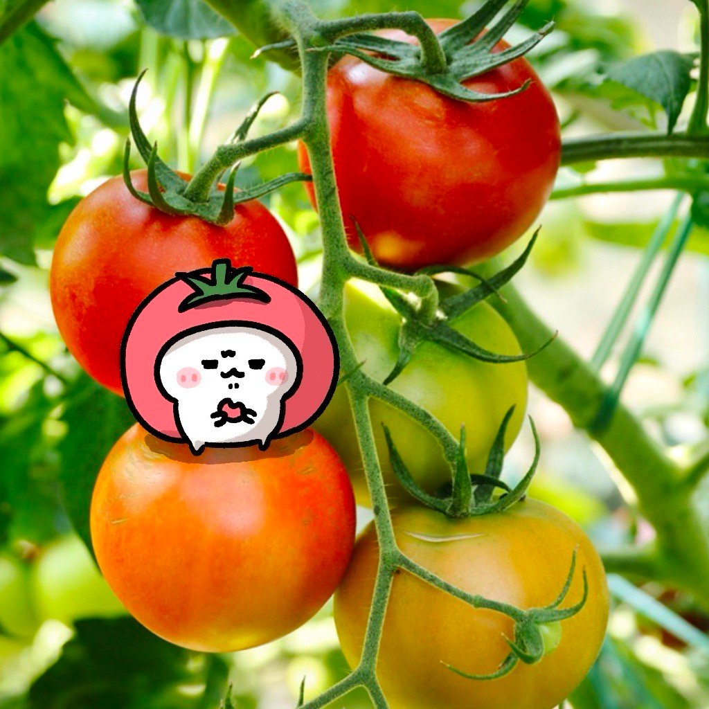 试图混入三次元 