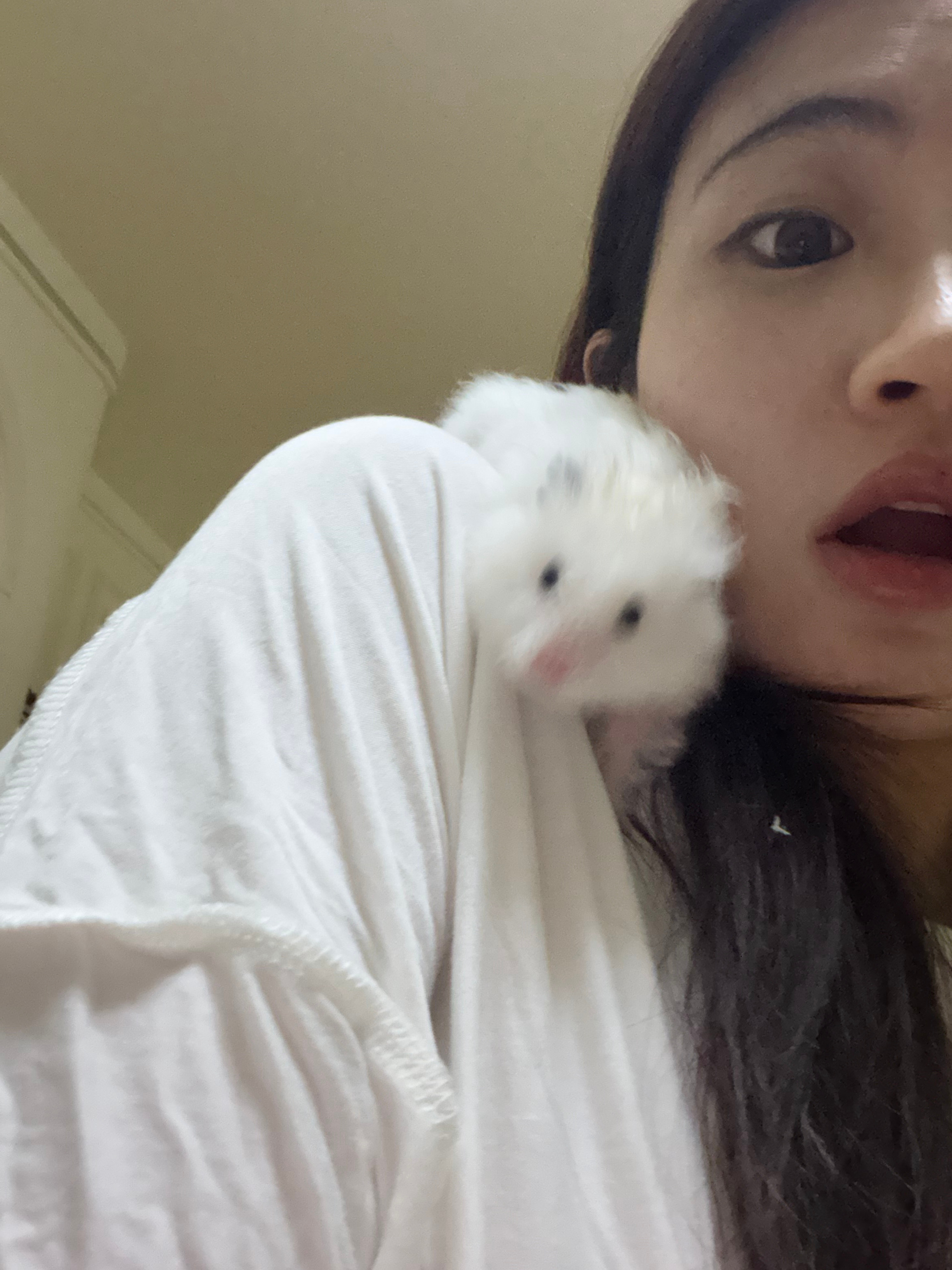 美貌的我和美萌的鼠 