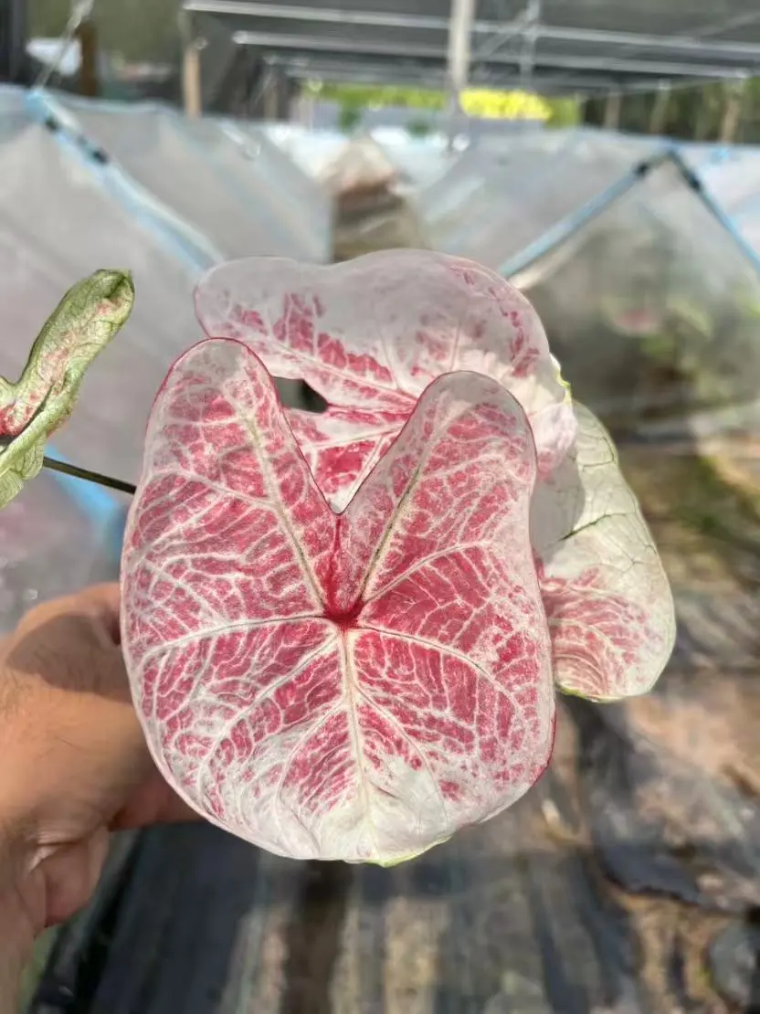 有趣的植物在增加