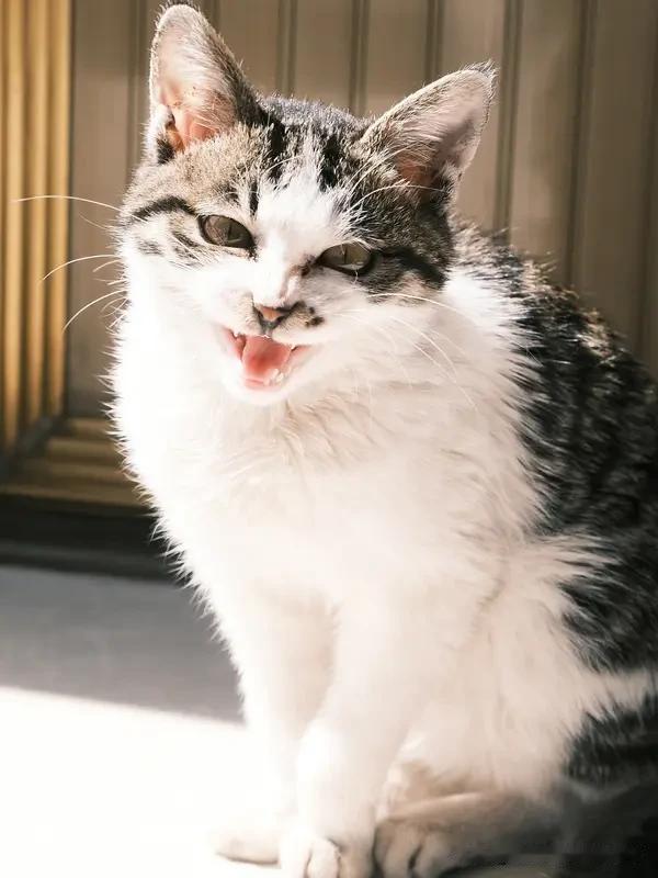 猫猫忘情偷吃香肠不知周边全是观众 最近那只“干饭橘猫”视频可太火了，48小时播放