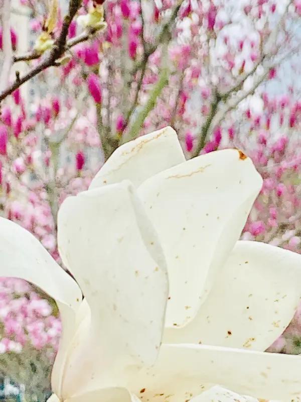 题材上，真实传奇女性董竹君从底层到饭店创始人，女性觉醒+实业救国，踩中当下热门价