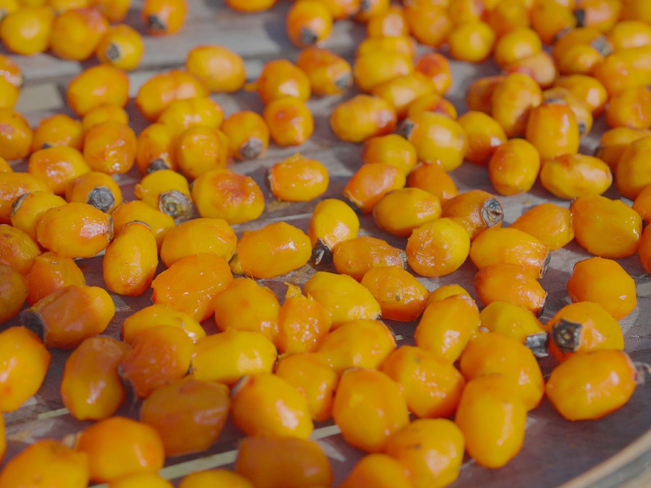 松阳柿子红了
松阳今日热闹值拉满！
来自上海和杭州网络达人，齐聚枫坪乡沿坑岭头村