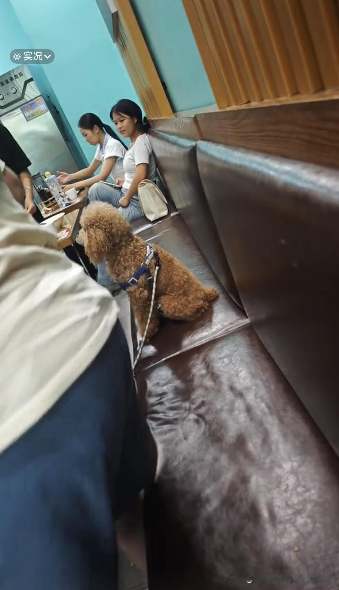 狗上桌，嗅盘子，你能忍吗？河南驻马店一网友曝光了蟹一笼上海清汤小笼包店恶心的一幕