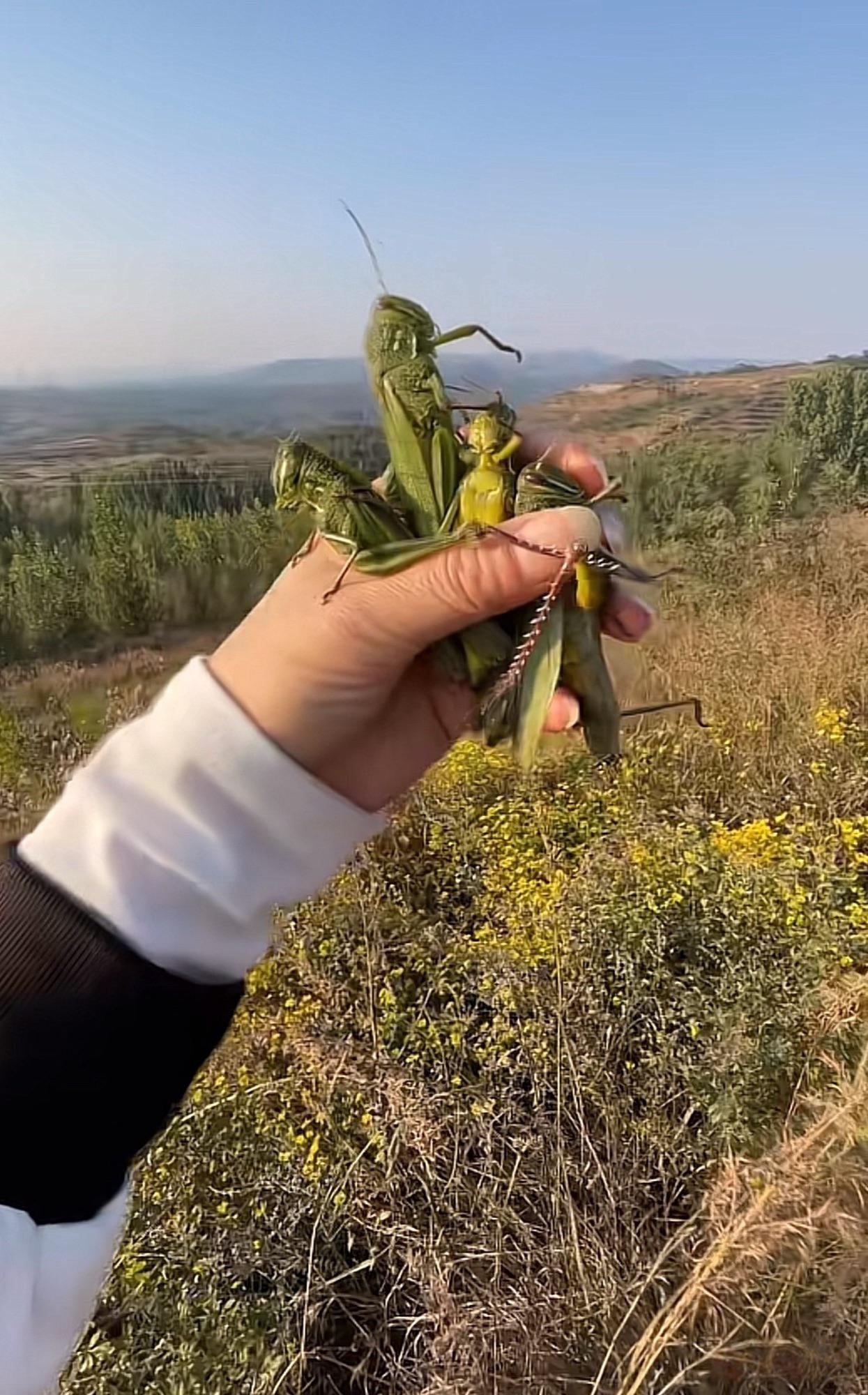 听说这个能吃？